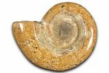 Jurassic Ammonite (Hemilytoceras) Fossil - Madagascar #349144-1